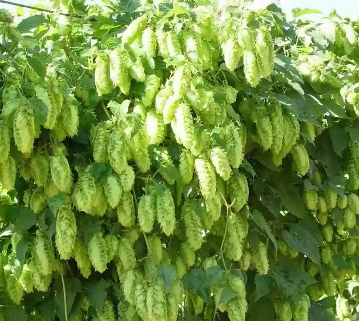 Humulus Lupulus Plant Seeds for Planting – Hardy Perennial Hops for Brewing & Ornamental Gardens