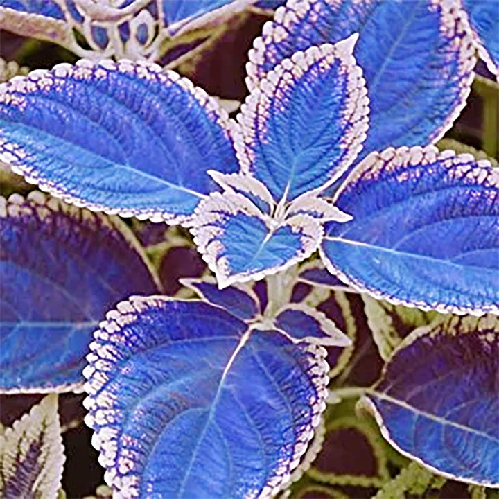 Blue White Coleus Flower Seeds – Heirloom Non-GMO High Germination Organic Garden Seeds for Planting