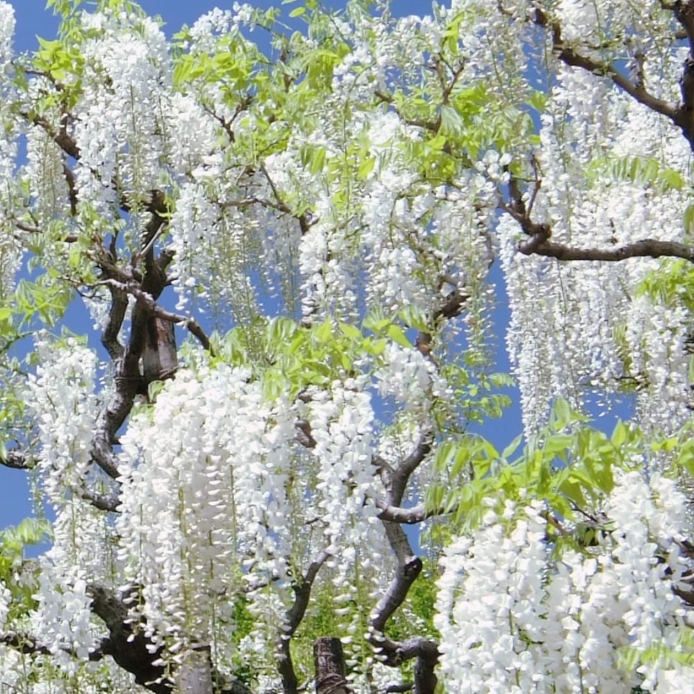 White Wisteria Seeds – Heirloom, Non-GMO, Fragrant Blooms – Neeraseeds