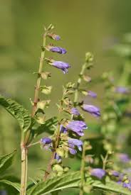 Skullcap Seeds (Scutellaria lateriflora) for Planting – Heirloom, Non-GMO Medicinal Herb for Calming & Wellness Gardens