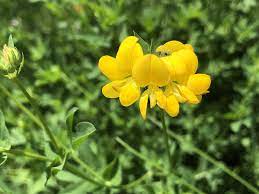 Birdsfoot Flower Seeds for Planting - NON GMO Seeds
