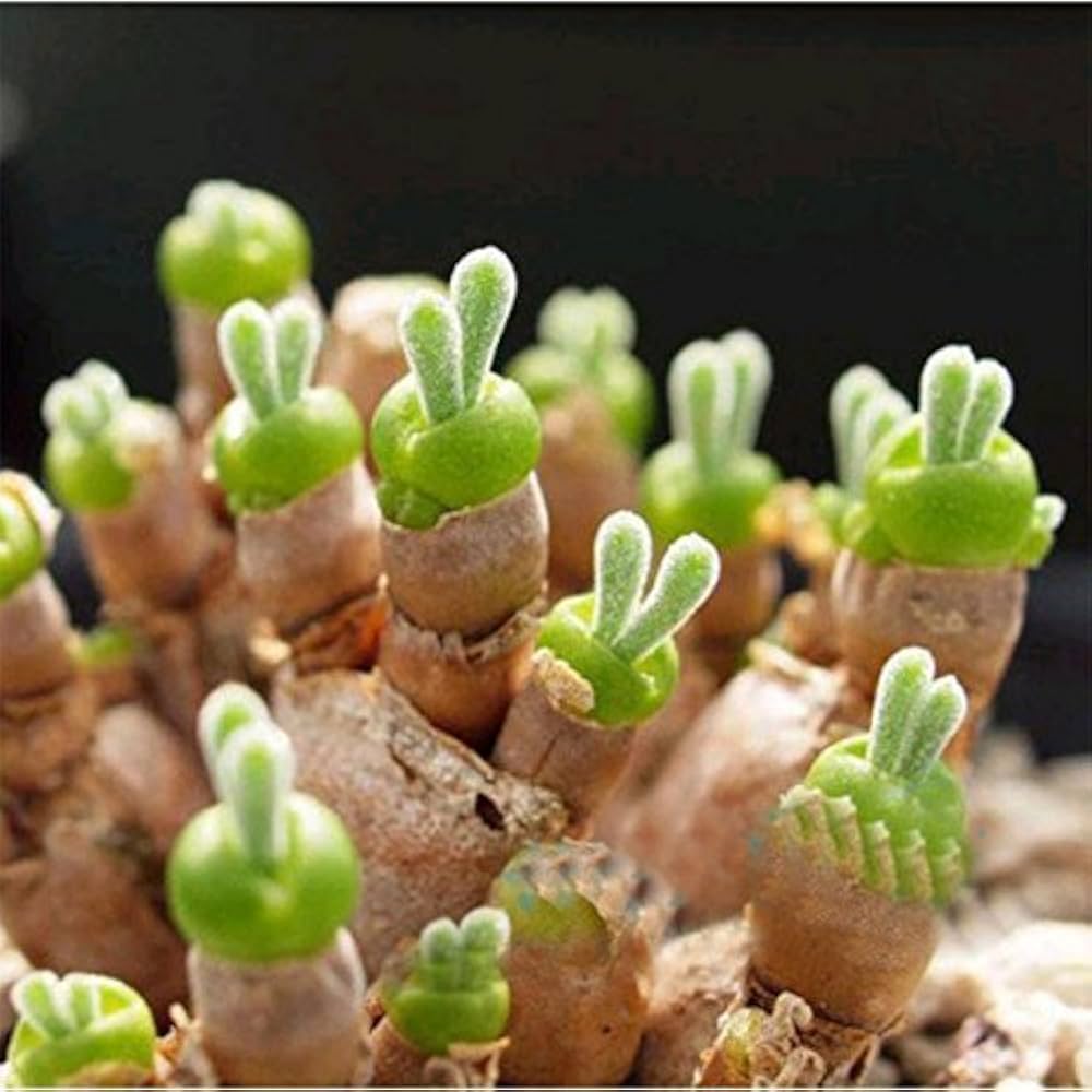 stone flower seeds Organic Green Stone Flower Seeds for Planting – Heirloom, Non-GMO