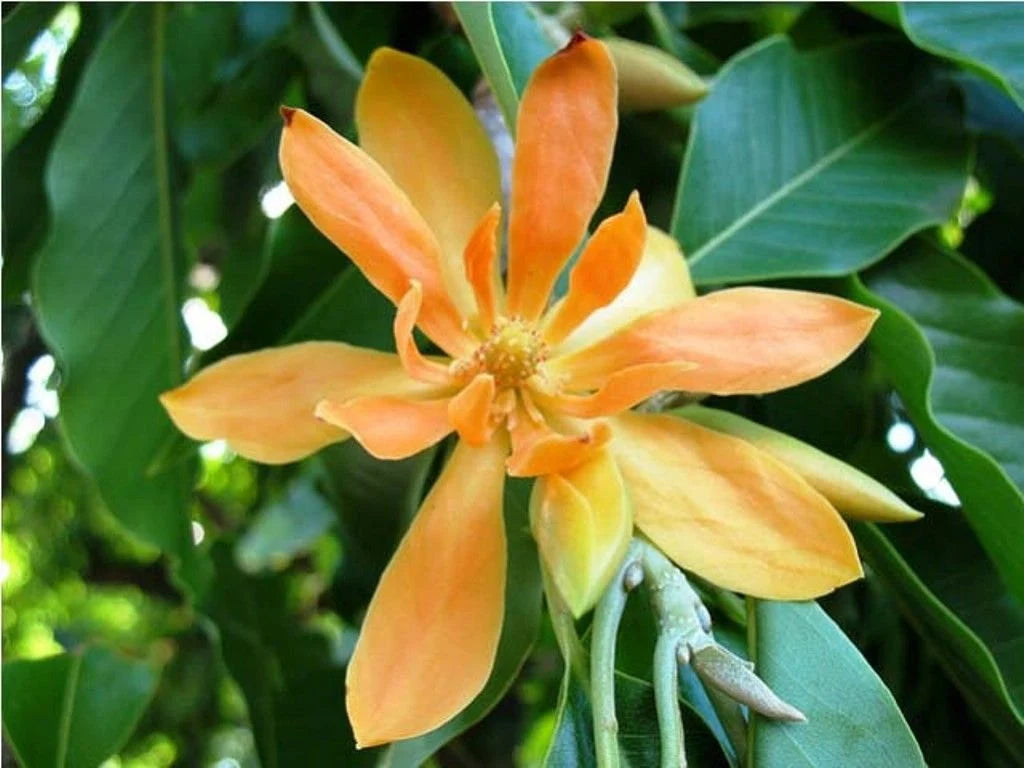 Michelia Flower Seeds for Planting – Heirloom, Non-GMO, High Germination Organic Garden Seeds