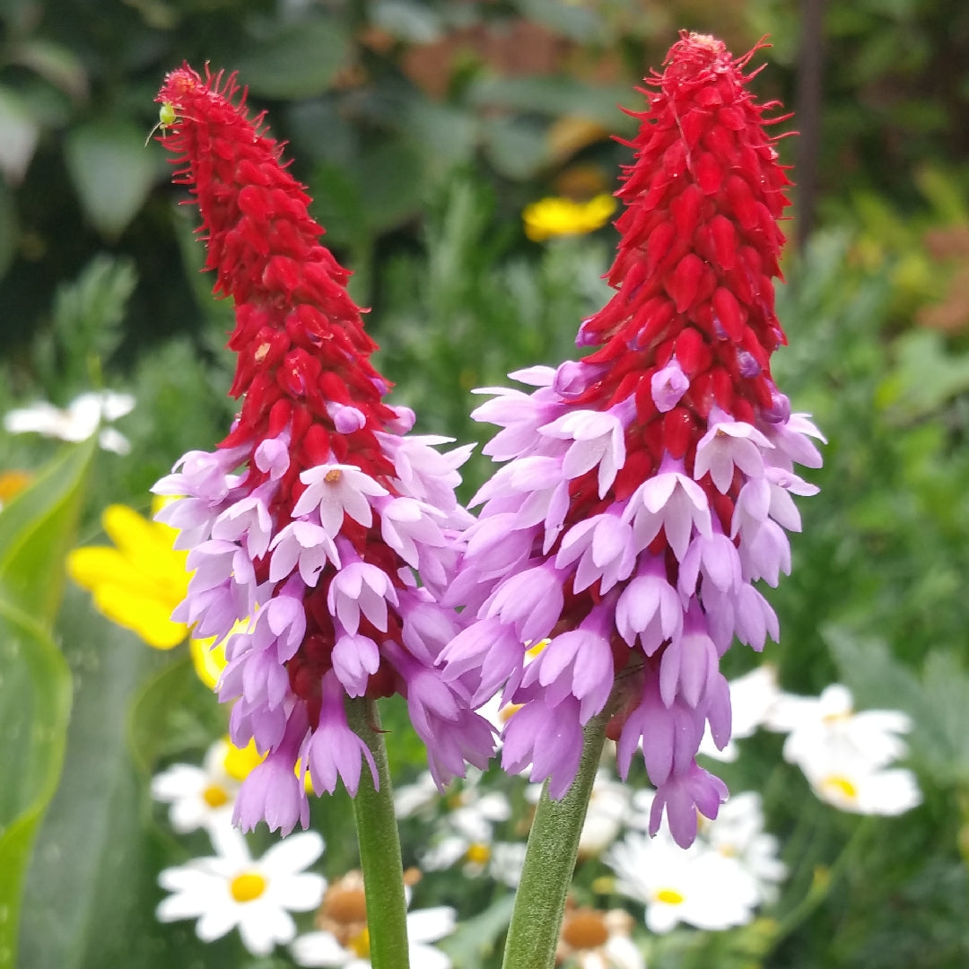 Pink Vialii Flower Seeds – Heirloom Non-GMO Primula Seeds for Striking –  Neeraseeds