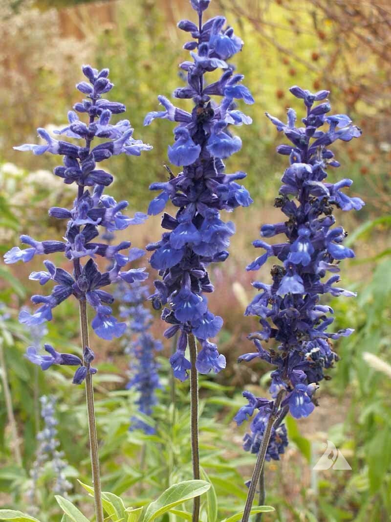 Blue Sage Flower Seeds – Heirloom Non-GMO Herb Blooms for Vibrant Garden Planting