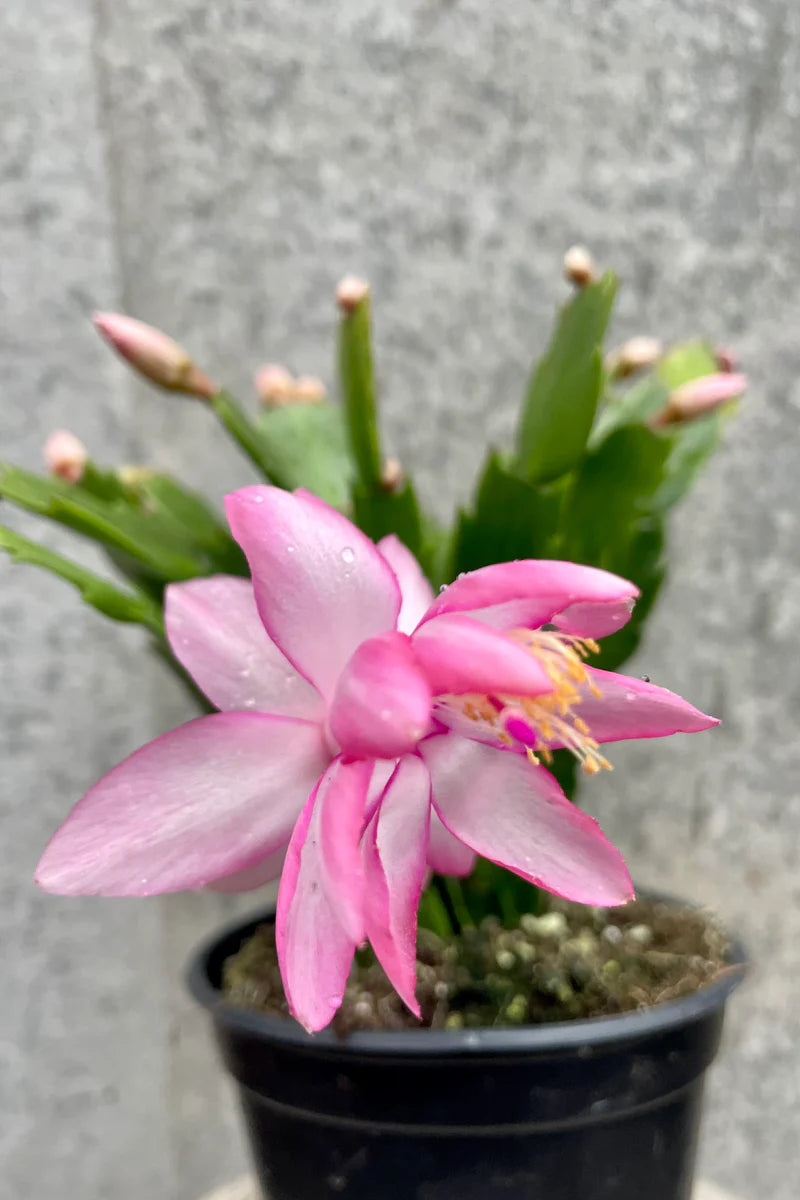 Pink Schlumbergera Flower Seeds for Planting – Heirloom, Non-GMO, High Germination Organic Garden Seeds