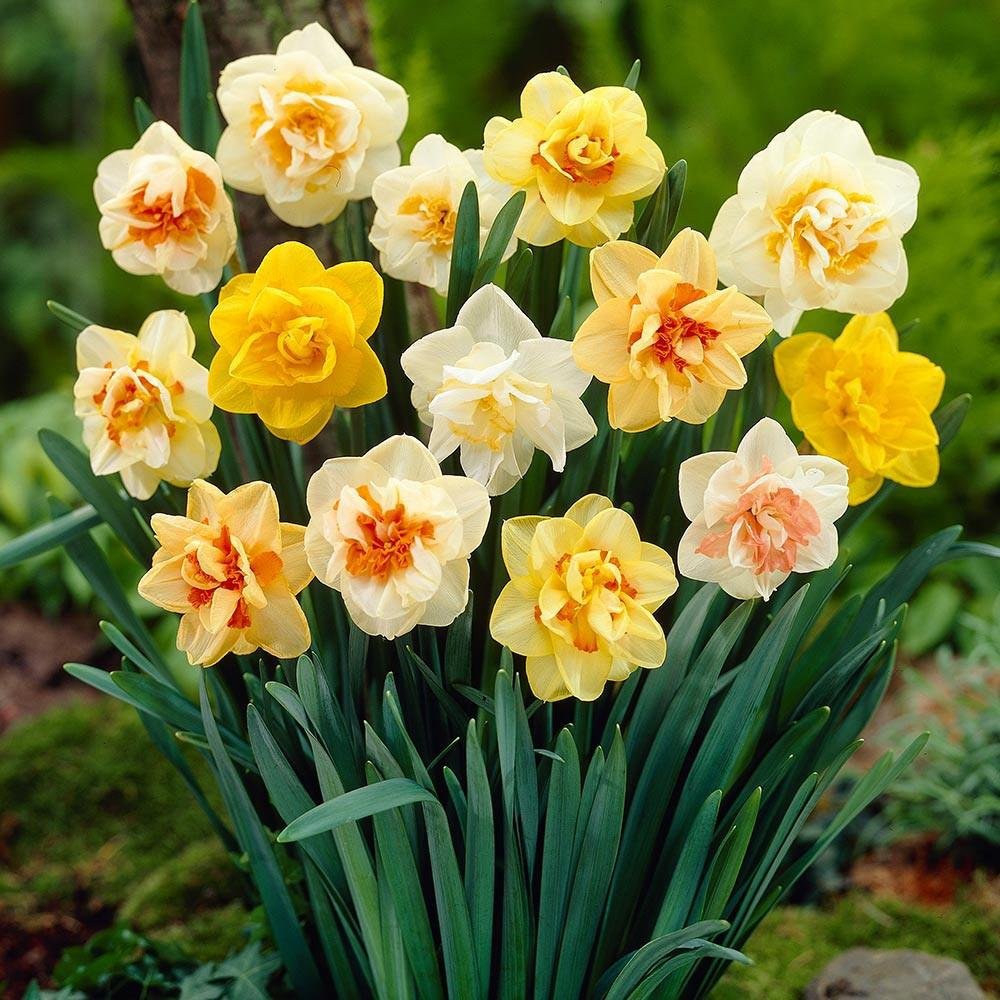 narcissus flower seeds Mixed Daffodil Narcissus Flower Seeds for Planting – Heirloom, Non-GMO, Vibrant Blooms