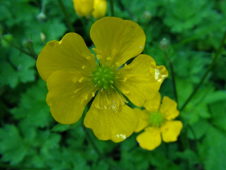 Yellow Buttercup Flower Seeds for Planting, NON GMO Seeds