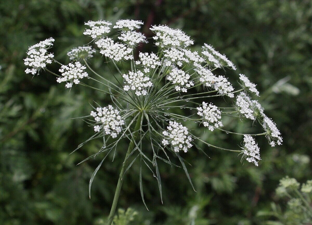 Ammi Majus Seeds for Planting – Organic, Heirloom, Non-GMO Flower Seeds