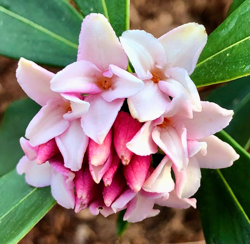 dafina plant Daphne Seeds for Planting Organic, Heirloom, Non-GMO Flowering Shrub S –  Neeraseeds