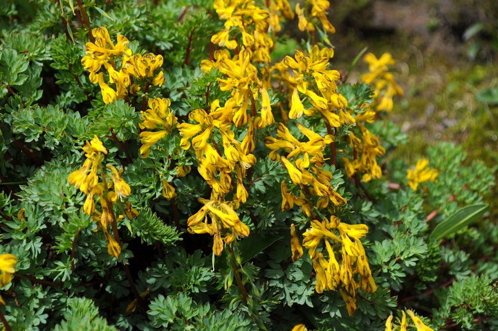 Yellow Corydalis Manchu Flower Seeds – Heirloom Non-GMO Seeds for Planting – High Germination Organic Garden Seeds