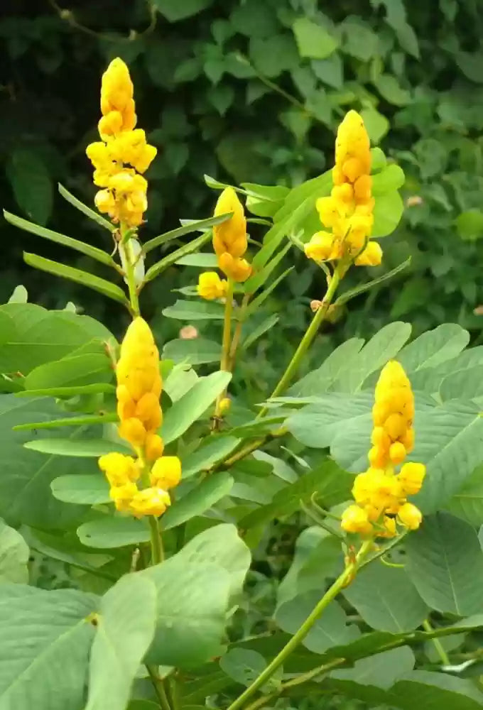 Yellow Candlestick Flower Seeds for Planting - NON GMO Seeds