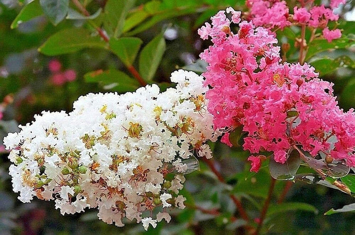 Mixed Crepe Myrtle Flower Seeds for Planting – Heirloom, Non-GMO, High Germination, Organic Garden Seeds