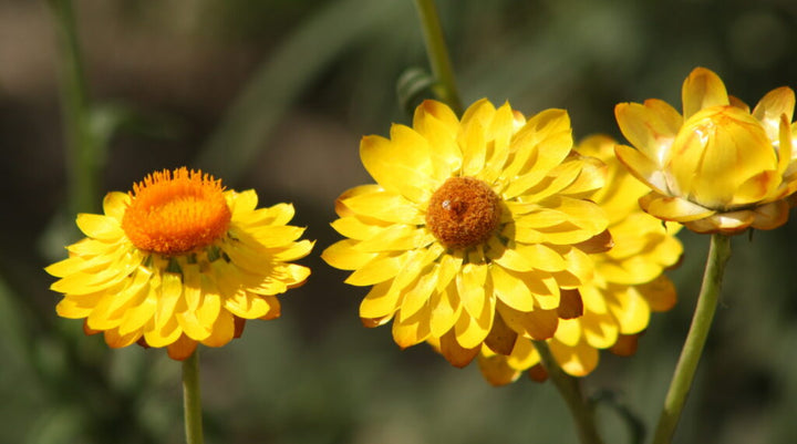 Yellow Strawflower Seeds for Planting – Heirloom, Non-GMO, High Germination Organic Garden Seeds