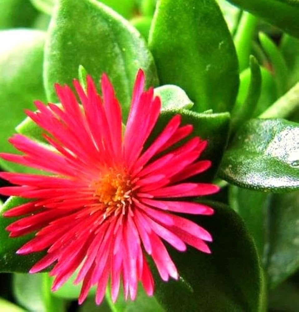 Aptenia Flower Seeds – Heirloom Non-GMO Trailing Blooms for Ground Cover and Garden Borders