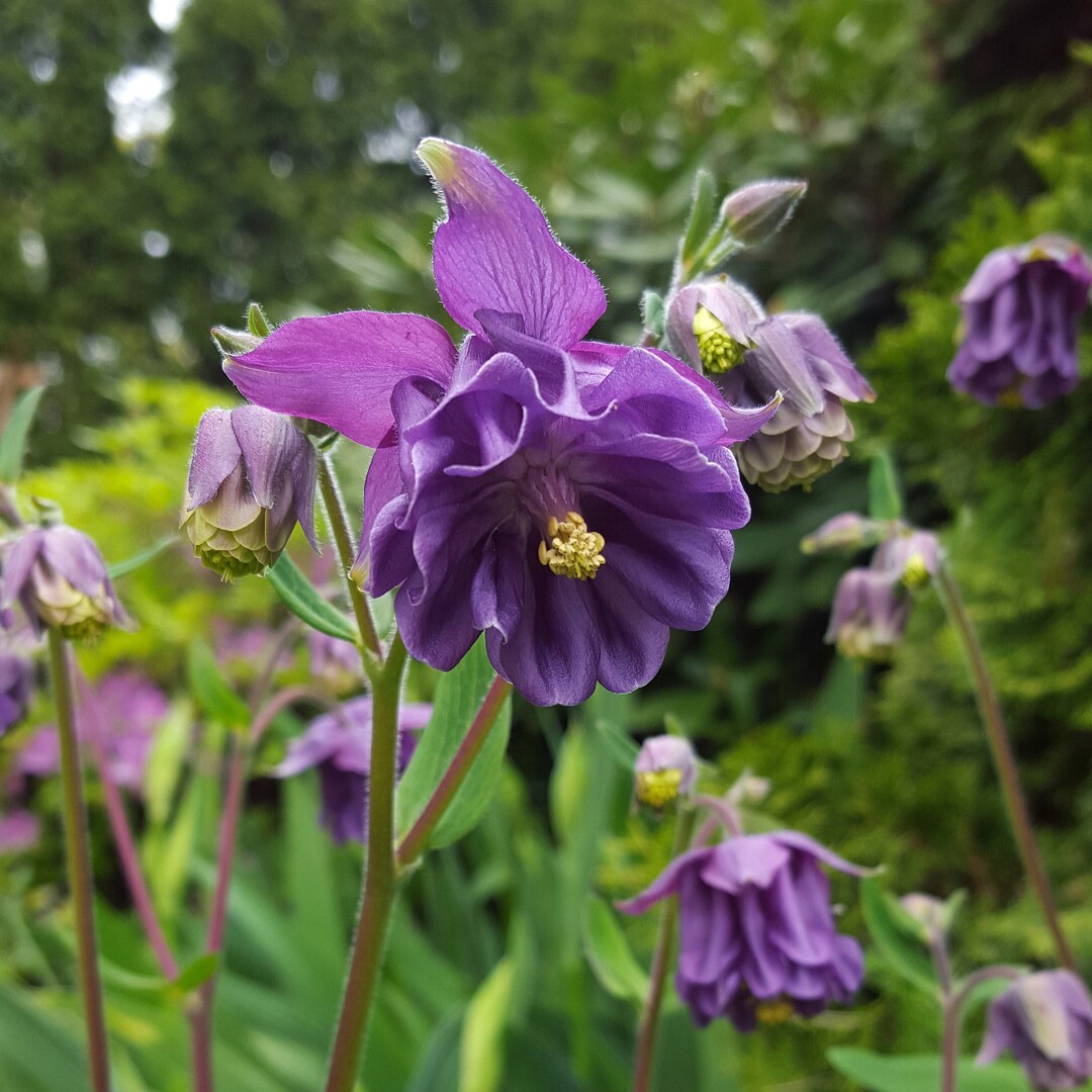 Aquilegia Purple Flower Seeds for Planting – Heirloom Non-GMO Organic Garden Seeds, High Germination