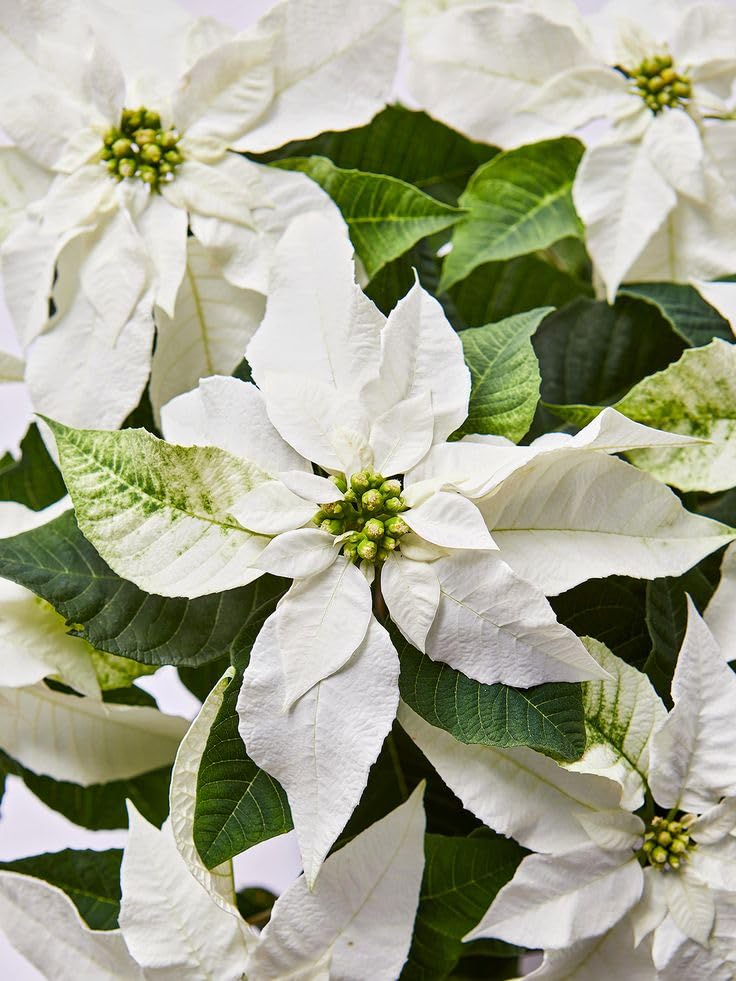White Green Poinsettia Flower Seeds – Heirloom Non-GMO Seeds for Planting | Organic Garden Seeds | High Germination Blooms