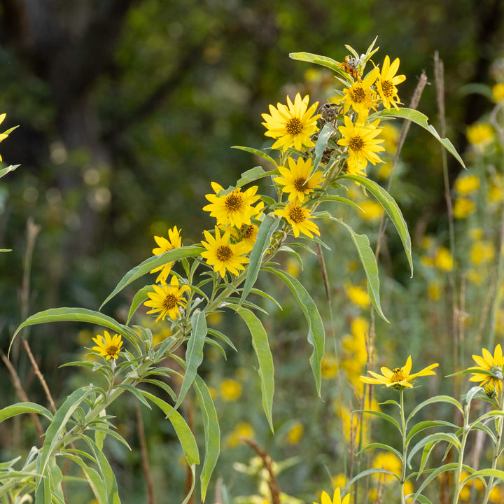 Yellow Maximilian Sunflower Seeds for Planting – Heirloom, Non-GMO, Perennial Pollinator-Friendly Blooms