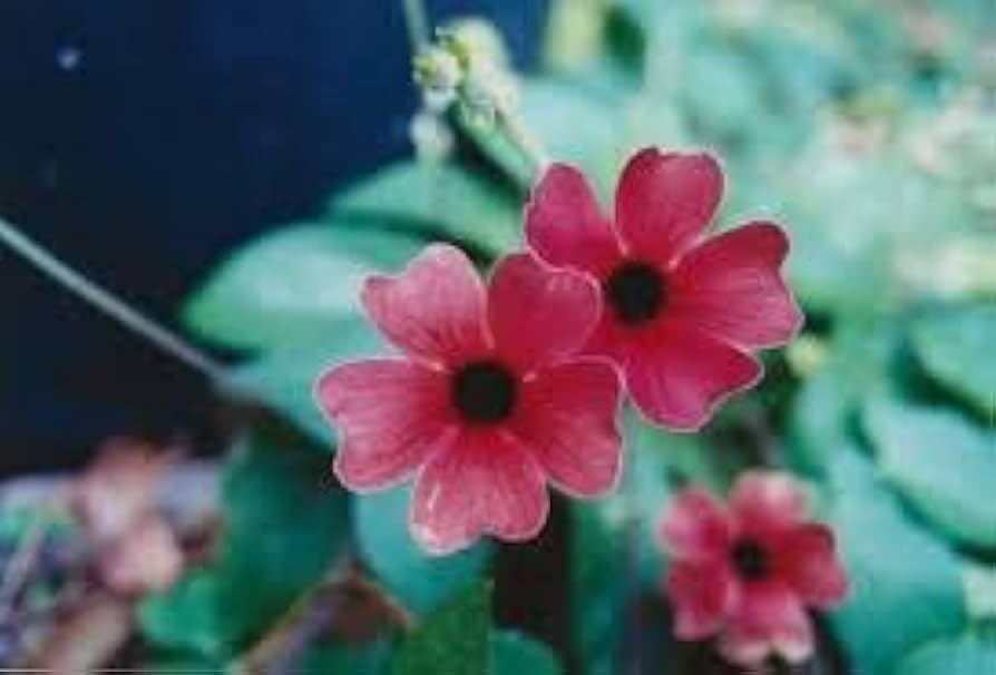 Alata Flower Seeds for Planting, NON GMO Seeds
