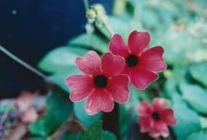 Alata Flower Seeds for Planting, NON GMO Seeds