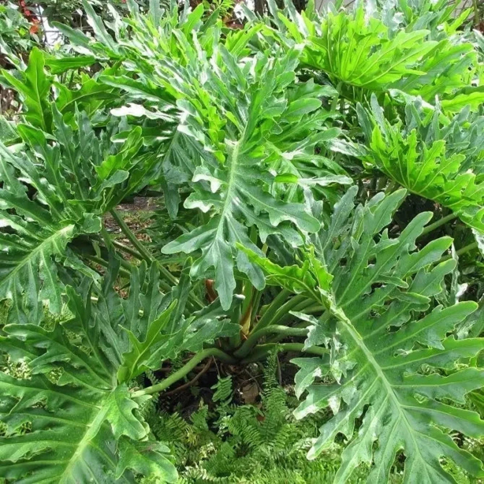 Green Philodendron Selloum Seeds for Planting