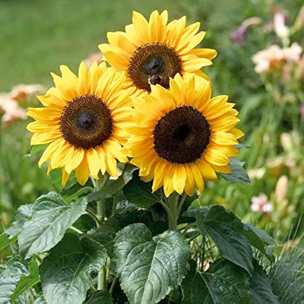 Yellow Hybrid Sunflower Seeds – Heirloom, Non-GMO Flower Seeds for Planting