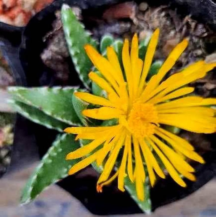 Yellow Faucaria Tigrina Plant Seeds for Planting - NON GMO Seeds