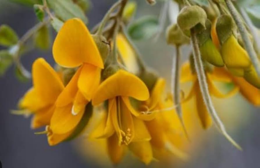 Yellow Erythrina Seeds for Planting – Heirloom, Non-GMO, High Germination Organic Garden Seeds