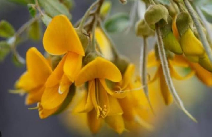 Yellow Erythrina Seeds for Planting – Heirloom, Non-GMO, High Germination Organic Garden Seeds