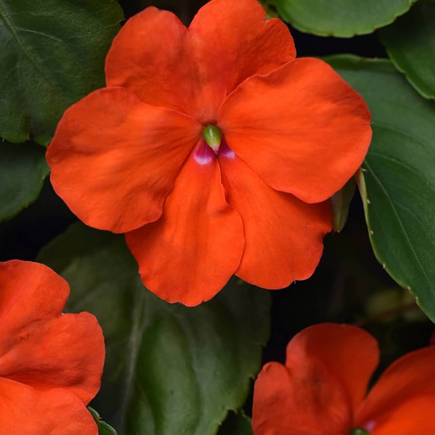Orange Impatiens Flower Seeds for Planting – Heirloom, Non-GMO, High Germination Organic Garden Seeds