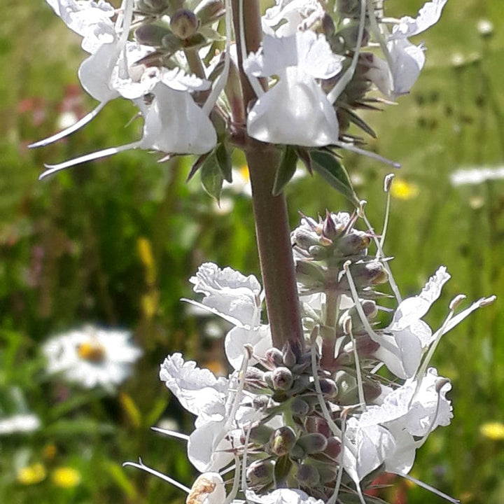 White Sage Seeds for Planting – Organic, Heirloom, Non-GMO Flower & Herb Seeds