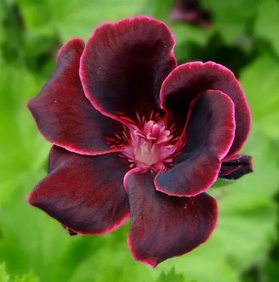 Burgundy Geranium Seeds – Heirloom Non-GMO Seeds for Planting – High Germination Organic Garden Flower Seeds