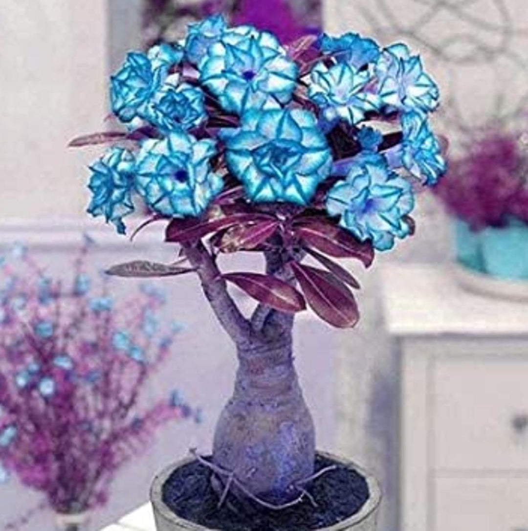 Blue Adenium Bonsai Flower Seeds for Planting – Heirloom, Non-GMO, High Germination Organic Garden Seeds