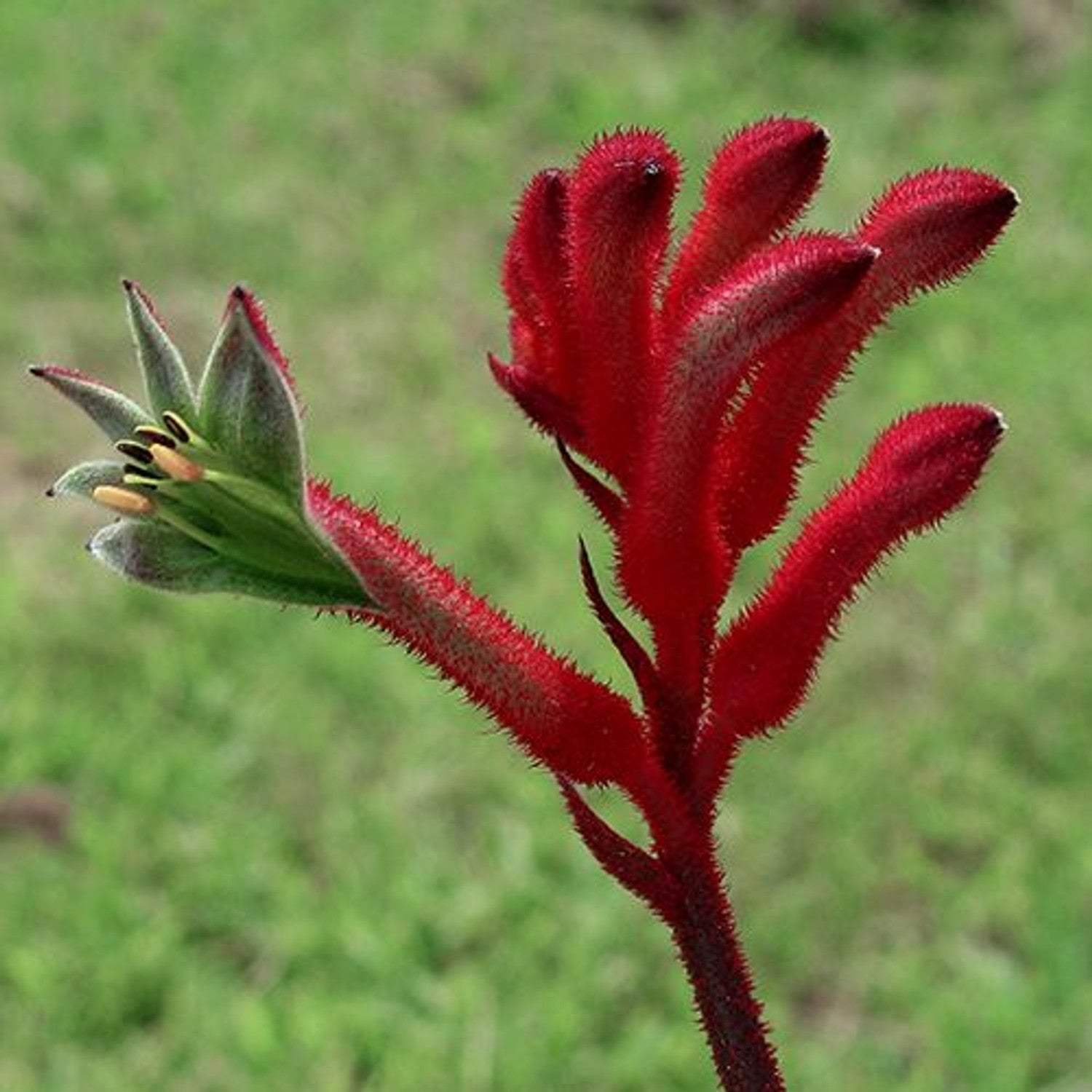 kangaroo paw plant seeds Heirloom Anigozanthos Flower Seeds, Non-GMO Kangaroo Paw Blooms for Exotic Garden Planting