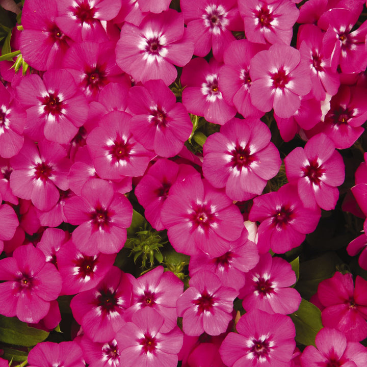 Drummondii Flower Seeds for Planting – Heirloom, Non-GMO, High Germination Organic Garden Seeds