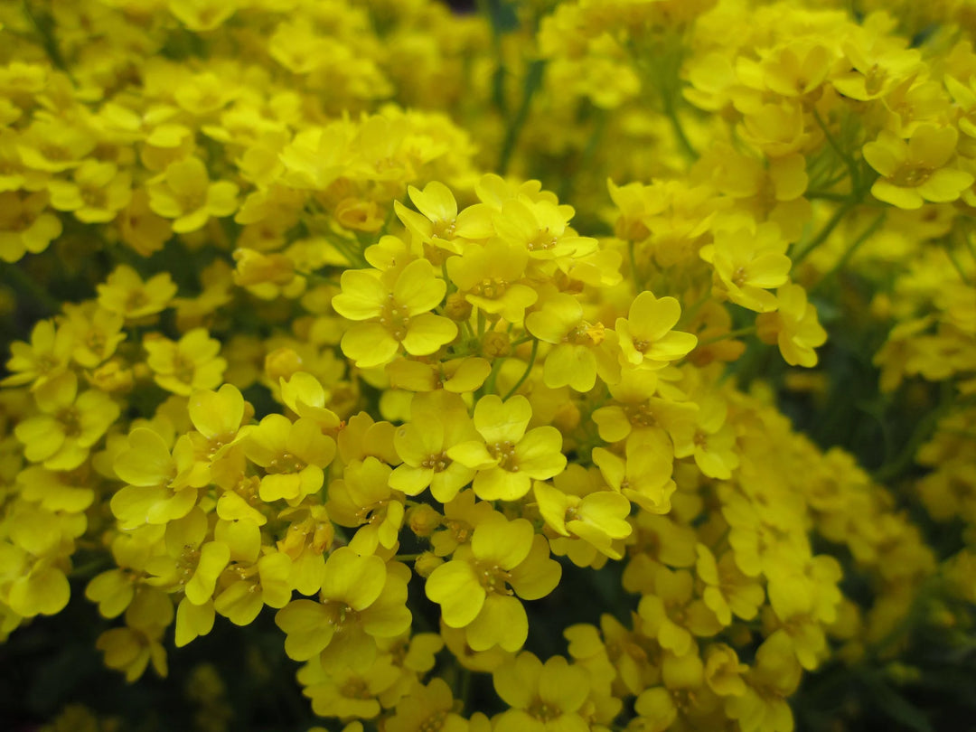 Yellow Aurinia Flower Seeds – Heirloom Non-GMO Alyssum Blooms for Sunny Rock Gardens