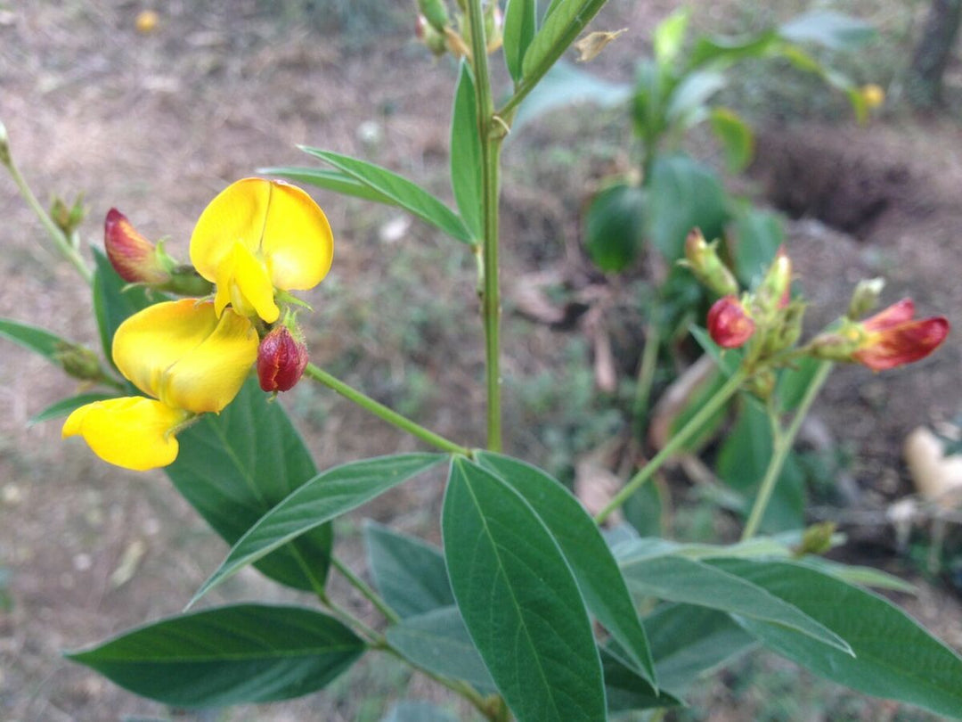 Yellow Cajanus Flower Seeds for Planting – Heirloom Non-GMO Organic Garden Seeds with High Germination for Bright Blooms