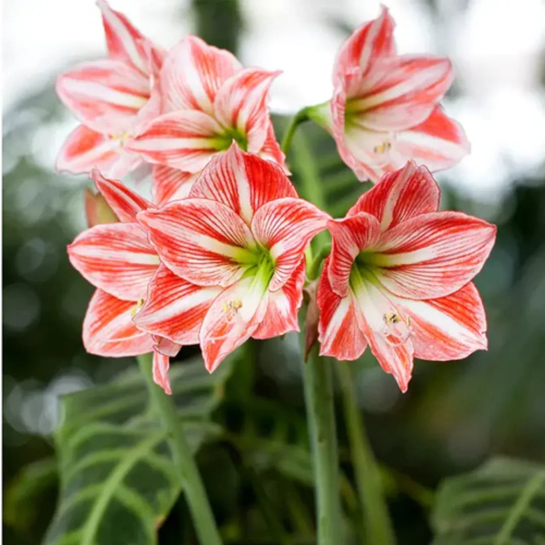 White Red Hippeastrum Flower Seeds – Heirloom Non-GMO Amaryllis Blooms