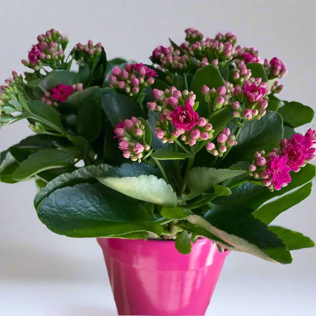 Kalanchoe Purple Flower Seeds – Organic, Heirloom, Non-GMO, High  Germination for Planting