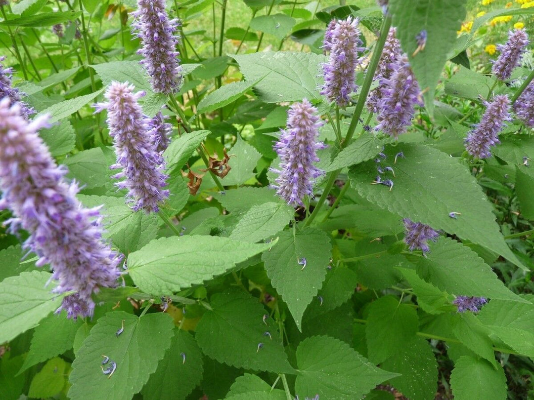 Agastache Rugosa Plant Seeds for Planting – Heirloom, Non-GMO, High Germination Organic Garden Seeds