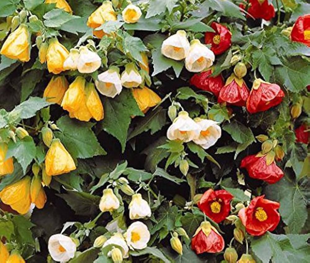 Abutilon Bella Flower Seeds for Planting – Heirloom, Non-GMO Seeds for Colorful Indoor & Outdoor Blooms