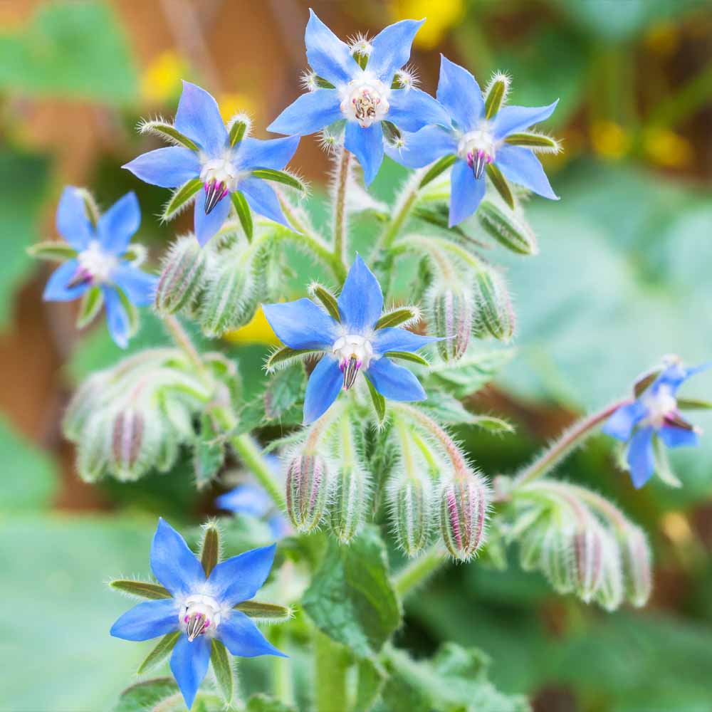 Borage Seeds for Planting – Organic, Heirloom, Non-GMO Herb & Edible Flower Seeds for Pollinator and Culinary Gardens