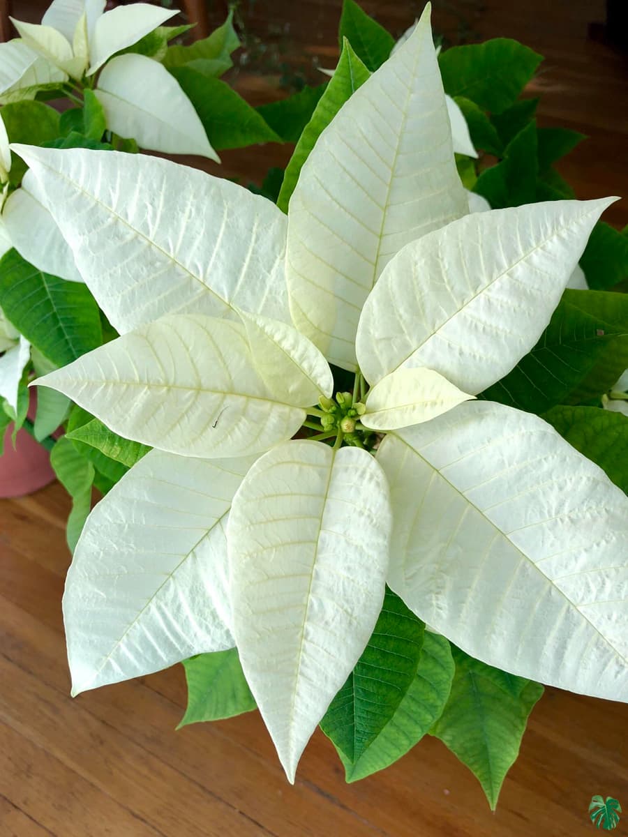 White Poinsettia Flower Seeds – Heirloom, Non-GMO Seeds for Planting | Festive Organic Garden Seeds | High Germination