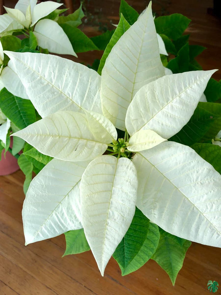 White Poinsettia Flower Seeds – Heirloom, Non-GMO Seeds for Planting | Festive Organic Garden Seeds | High Germination