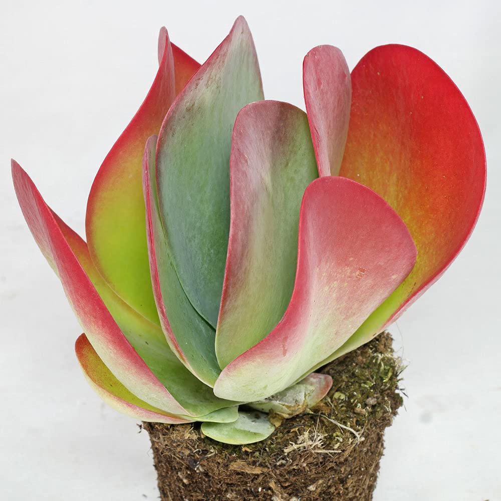 Heirloom Non-GMO Pink Hippeastrum Flower Seeds for Garden Planting ‚ S –  Neeraseeds