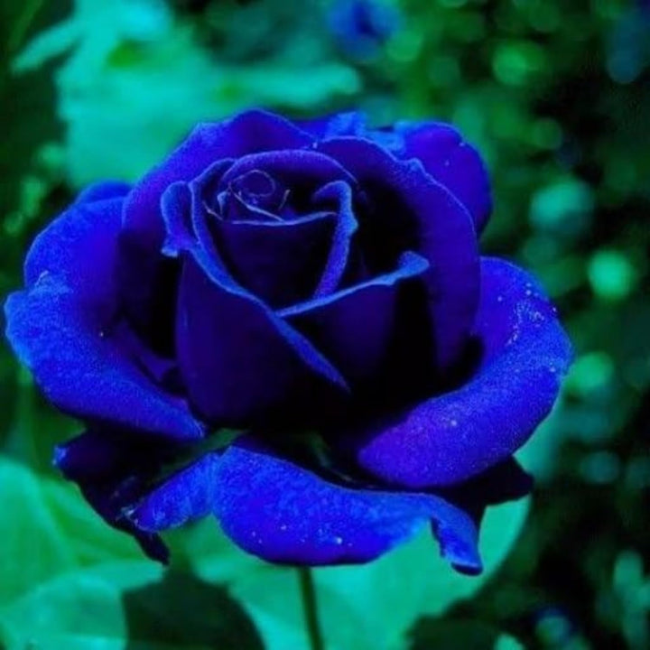 Blue Rose Heirloom Non-GMO Seeds for Planting