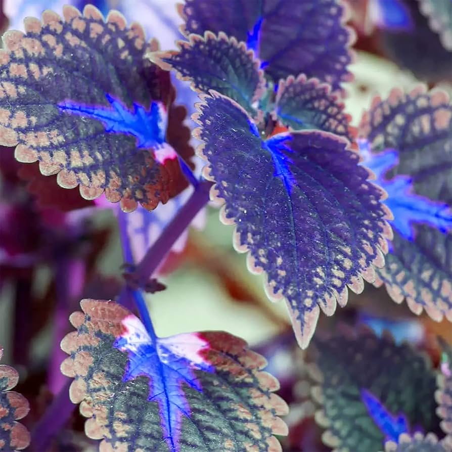 Deep Blue Coleus Plant Seeds  Heirloom Non-GMO Foliage Seeds for Vibr   Neeraseeds
