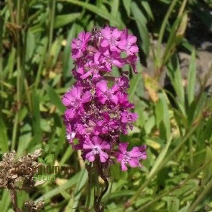 Violet Lychnis Flower Seeds for Planting – Heirloom, Non-GMO, High Germination Organic Garden Seeds