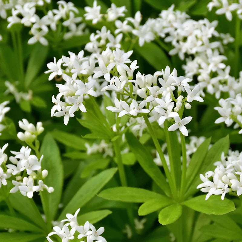 Sweet Woodruff Flower Seeds for Planting – Heirloom, Non-GMO, High Germination Organic Garden Seeds for Fragrant Blooms