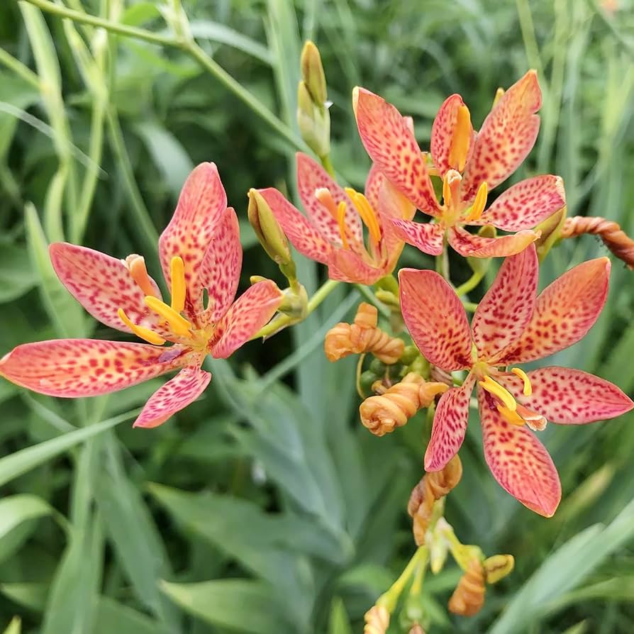 Blackberry Lily Flower Seeds – Heirloom Non-GMO Freckled Blooms for Unique Garden Planting